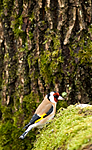 BB 08 0121 / Carduelis carduelis / Stillits